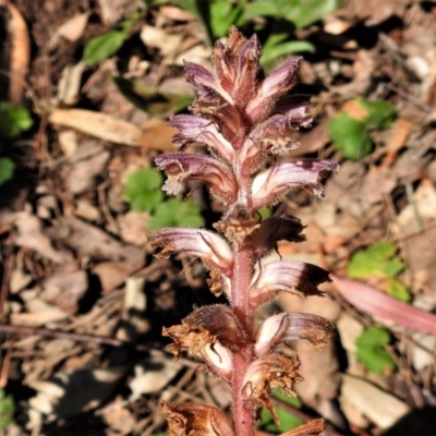 Orobanche minor (Broomrape) at Red Hill, ACT - 3 Nov 2020 by JohnBundock