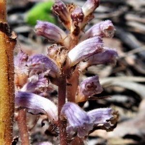 Orobanche minor at Red Hill, ACT - 3 Nov 2020
