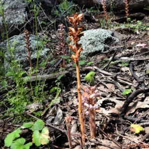 Orobanche minor at Red Hill, ACT - 3 Nov 2020 10:12 AM