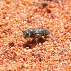 Bembix sp. (genus) (Unidentified Bembix sand wasp) at Acton, ACT - 3 Nov 2020 by TimL