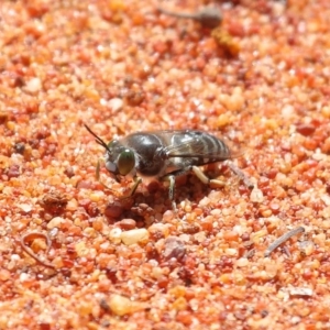 Bembix sp. (genus) at Acton, ACT - 3 Nov 2020