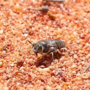 Bembix sp. (genus) at Acton, ACT - 3 Nov 2020