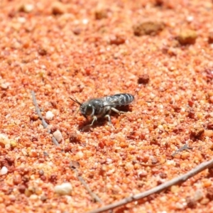 Bembix sp. (genus) at Acton, ACT - 3 Nov 2020