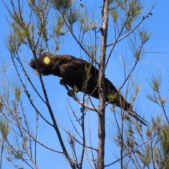 Zanda funerea (Yellow-tailed Black-Cockatoo) at Jerrabomberra Wetlands - 2 Nov 2020 by RodDeb