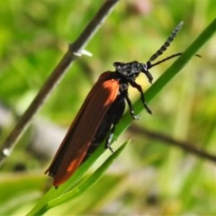 Porrostoma rhipidium (Long-nosed Lycid (Net-winged) beetle) at Mount Mugga Mugga - 3 Nov 2020 by JohnBundock
