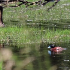 Oxyura australis at Fyshwick, ACT - 2 Nov 2020