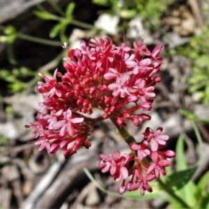 Centranthus ruber at Symonston, ACT - 3 Nov 2020 10:56 AM