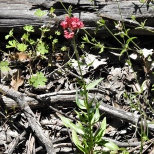 Centranthus ruber at Symonston, ACT - 3 Nov 2020