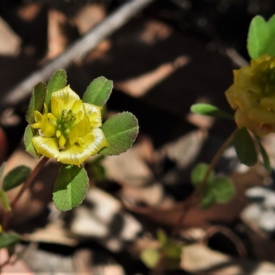 Trifolium campestre (Hop Clover) at Mount Mugga Mugga - 3 Nov 2020 by JohnBundock