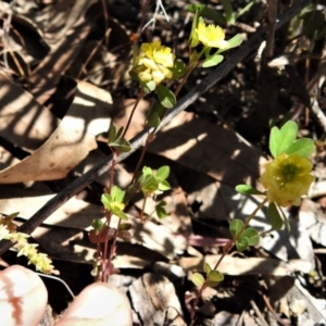 Trifolium campestre at Symonston, ACT - 3 Nov 2020 11:24 AM