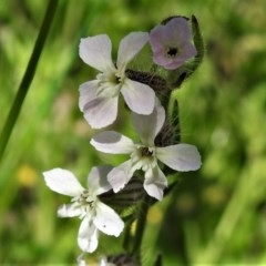 Silene gallica var. gallica (French Catchfly) at Symonston, ACT - 2 Nov 2020 by JohnBundock