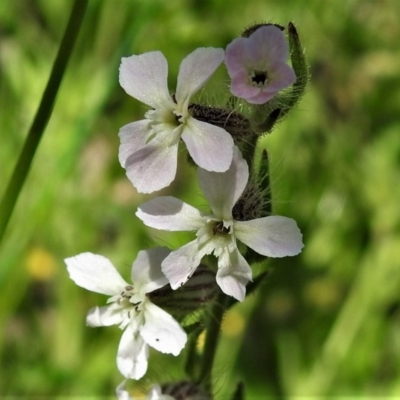 Silene gallica var. gallica (French Catchfly) at Symonston, ACT - 3 Nov 2020 by JohnBundock