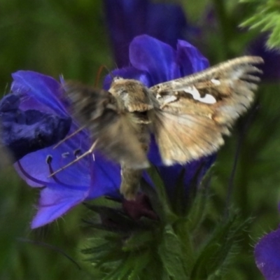 Chrysodeixis argentifera (Tobacco Looper) at Symonston, ACT - 3 Nov 2020 by JohnBundock