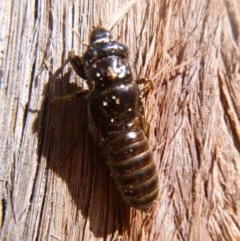 Cicadidae sp. (family) (Unidentified cicada) at Tathra, NSW - 2 Nov 2020 by TathraPreschool