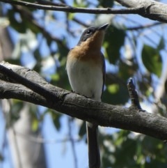 Myiagra rubecula (Leaden Flycatcher) at Black Range, NSW - 3 Nov 2020 by Steph H