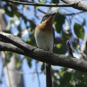 Myiagra rubecula at Black Range, NSW - 3 Nov 2020 04:40 PM