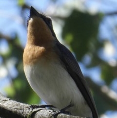 Myiagra rubecula at Black Range, NSW - 3 Nov 2020