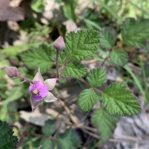 Rubus parvifolius at Black Range, NSW - 3 Nov 2020