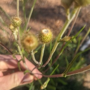 Podolepis jaceoides at Lake George, NSW - 3 Nov 2020