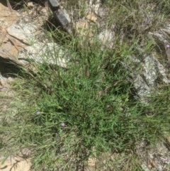 Trifolium angustifolium at Lake George, NSW - 3 Nov 2020