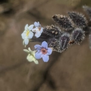 Myosotis discolor at Lake George, NSW - 3 Nov 2020 12:39 PM