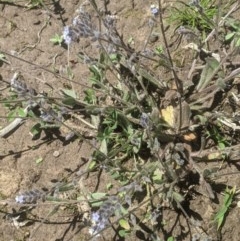 Myosotis discolor at Lake George, NSW - 3 Nov 2020 12:39 PM