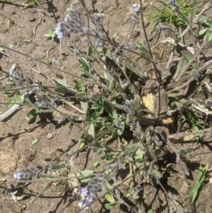 Myosotis discolor at Lake George, NSW - 3 Nov 2020 12:39 PM