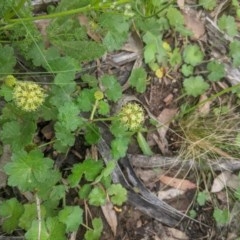 Hydrocotyle laxiflora (Stinking Pennywort) at Lake George, NSW - 3 Nov 2020 by MPennay