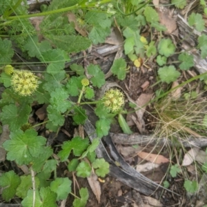 Hydrocotyle laxiflora at Lake George, NSW - 3 Nov 2020 07:45 AM