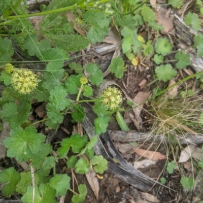 Hydrocotyle laxiflora (Stinking Pennywort) at Lake George, NSW - 2 Nov 2020 by MPennay