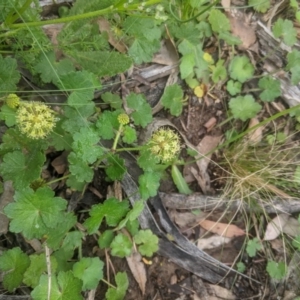 Hydrocotyle laxiflora at Lake George, NSW - 3 Nov 2020