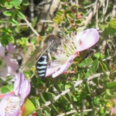 Bembix sp. (genus) (Unidentified Bembix sand wasp) at Acton, ACT - 3 Nov 2020 by Christine