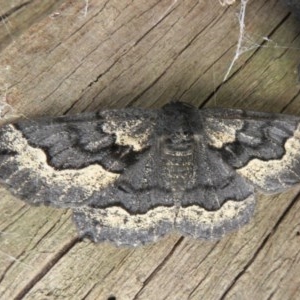 Melanodes anthracitaria at Acton, ACT - 3 Nov 2020