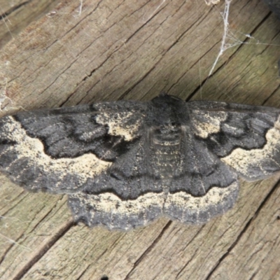 Melanodes anthracitaria (Black Geometrid) at ANBG - 3 Nov 2020 by Christine