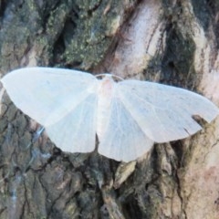 Poecilasthena thalassias (Sea-blue Delicate) at ANBG - 3 Nov 2020 by Christine