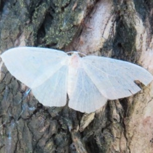 Poecilasthena thalassias at Acton, ACT - 3 Nov 2020 12:50 PM