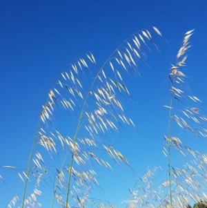 Avena sp. at Dunlop, ACT - 3 Nov 2020