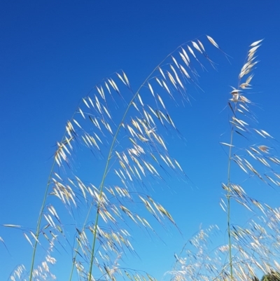 Avena (genus) (Wild Oats) at Dunlop, ACT - 3 Nov 2020 by trevorpreston