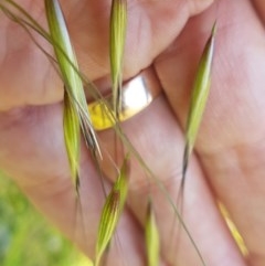 Avena sp. at Dunlop, ACT - 3 Nov 2020