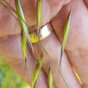 Avena sp. at Dunlop, ACT - 3 Nov 2020