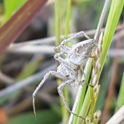 Oxyopes sp. (genus) (Lynx spider) at Dunlop Grasslands - 3 Nov 2020 by tpreston