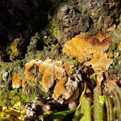 Postia pelliculosa at Dunlop Grasslands - 3 Nov 2020 by tpreston
