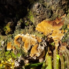 Unidentified Pored or somewhat maze-like on underside [bracket polypores] (TBC) at Fraser, ACT - 3 Nov 2020 by tpreston