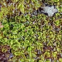 Unverified Moss, Liverwort or Hornwort at Fraser, ACT - 3 Nov 2020 by trevorpreston