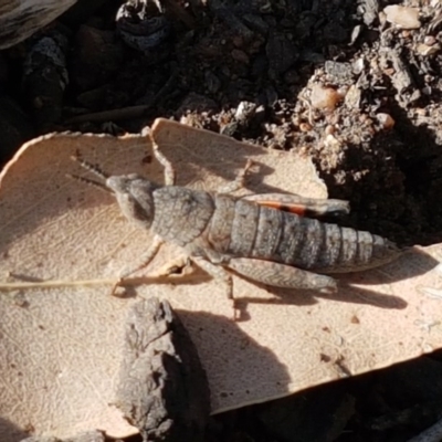 Pardillana limbata (Common Pardillana) at Fraser, ACT - 3 Nov 2020 by trevorpreston