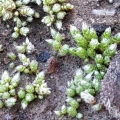 Gigaspermum repens (Moss) at Fraser, ACT - 3 Nov 2020 by trevorpreston