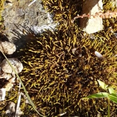 Unidentified Moss, Liverwort or Hornwort at Fraser, ACT - 3 Nov 2020 by tpreston