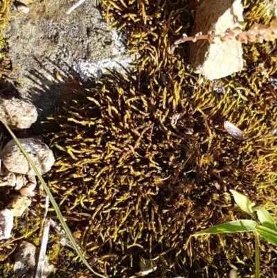 Unidentified Moss, Liverwort or Hornwort at Fraser, ACT - 3 Nov 2020 by tpreston