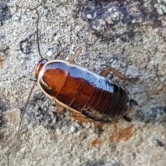 Melanozosteria dookiensis (Dookie woodland cockroach) at Fraser, ACT - 3 Nov 2020 by trevorpreston