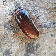 Melanozosteria dookiensis at Fraser, ACT - 3 Nov 2020 04:43 PM